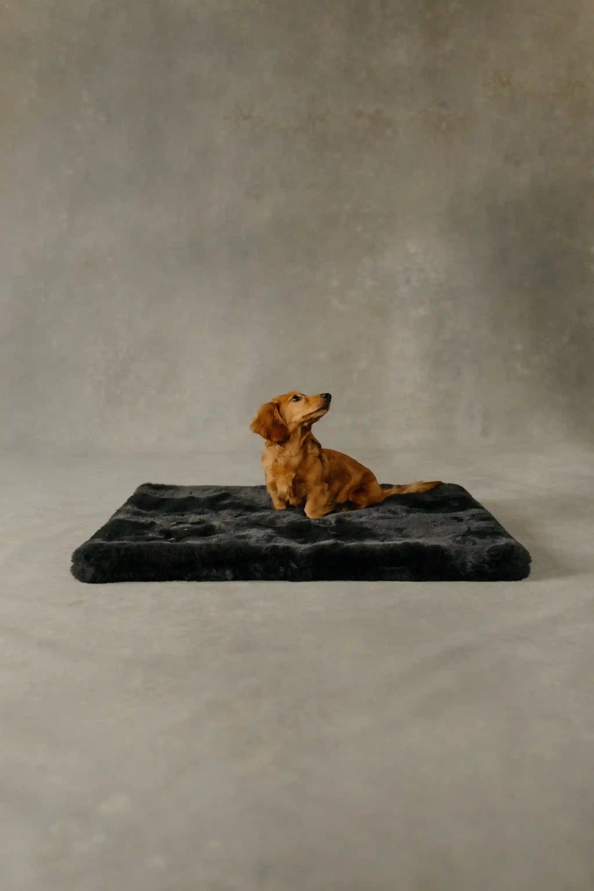 The Lola Pet Pad | Charcoal Grey